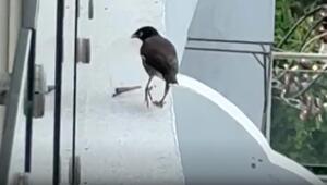 Tier-Gangster: Vogel klaut ganz spezielle Tüte