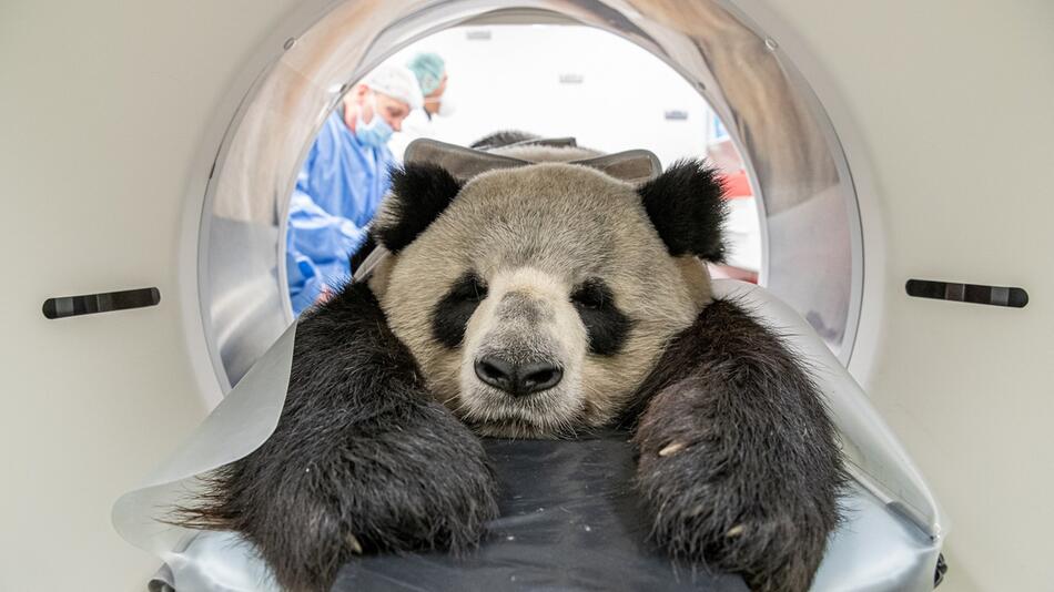 Gesundheitscheck bei Jiao Qing aus dem Zoo Berlin