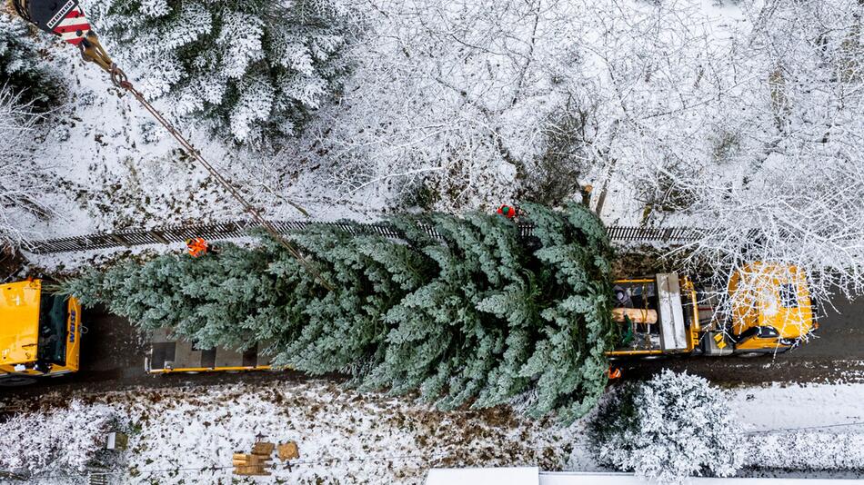 Fällung des Weihnachtsbaumes für das Brandenburger Tor