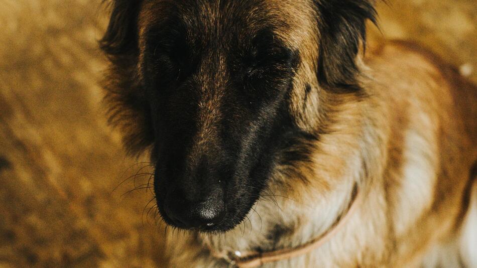 Kai war Feuerwehrhund in England.