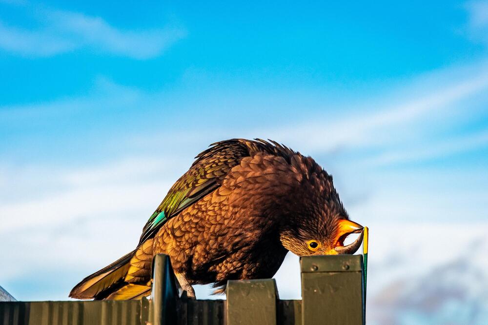 Keas sind von Streunern bedroht.