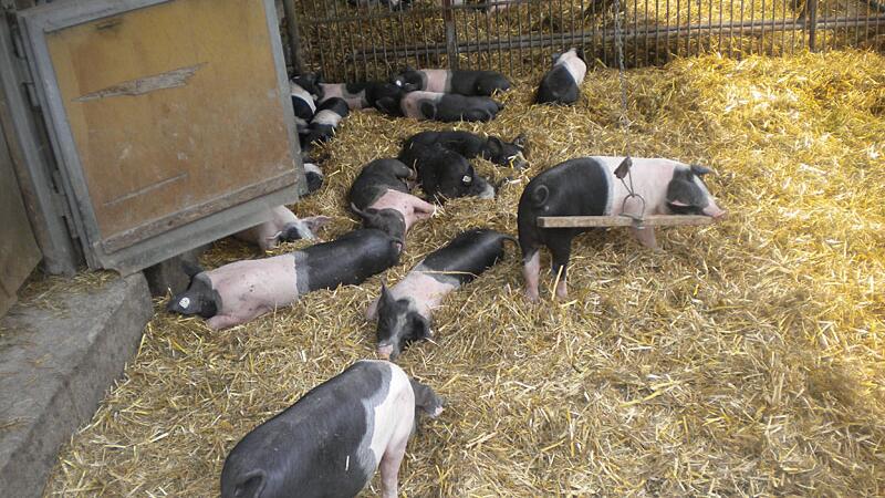 Schweine in den Herrmannsdorfer Landwerkstätten