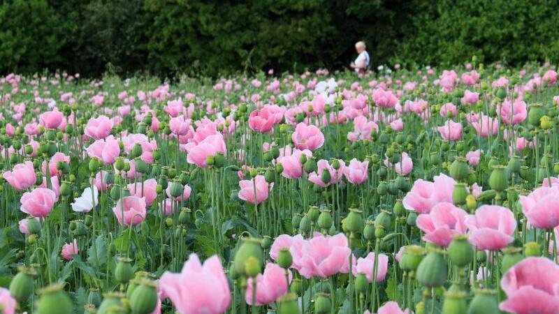 Mohn soweit das Auge reicht