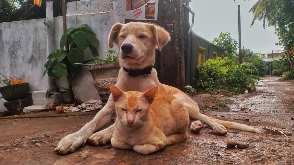 Wohnen noch andere Tiere im Haus?