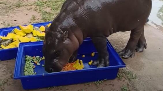 Nilpferdbaby im Zoo frisst