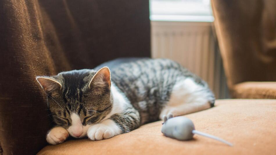 Können Katzen auf dem Autismus-Spektrum sein?