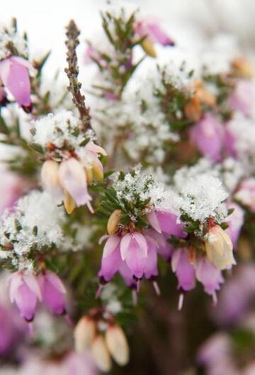 Blüten der Schneeheide