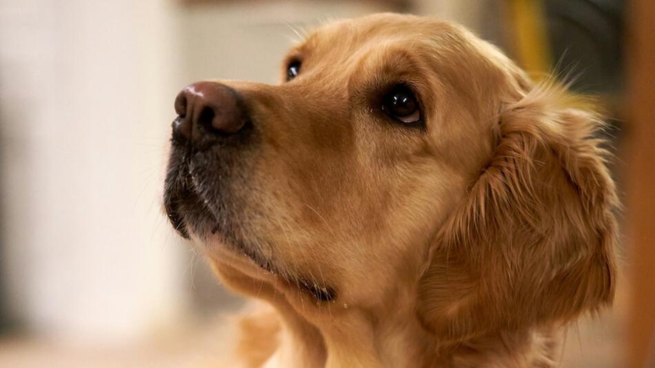 Hunde können Stress riechen