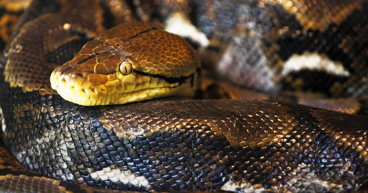 warum ist python so beliebt? Images High Quality Grahic Neuer Rekord: So lang ist der längste Python der Welt | 1&1