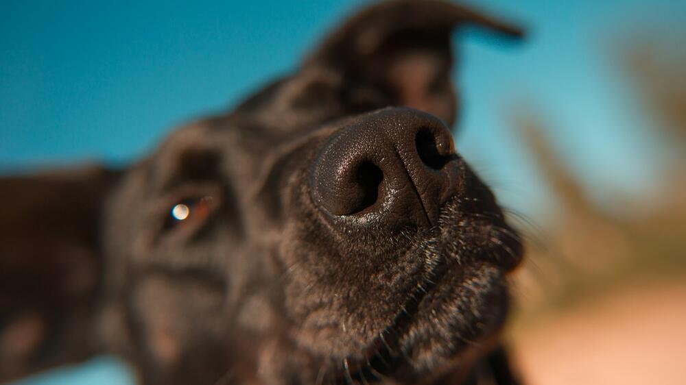 18 Hunde nahmen an der Studie teil