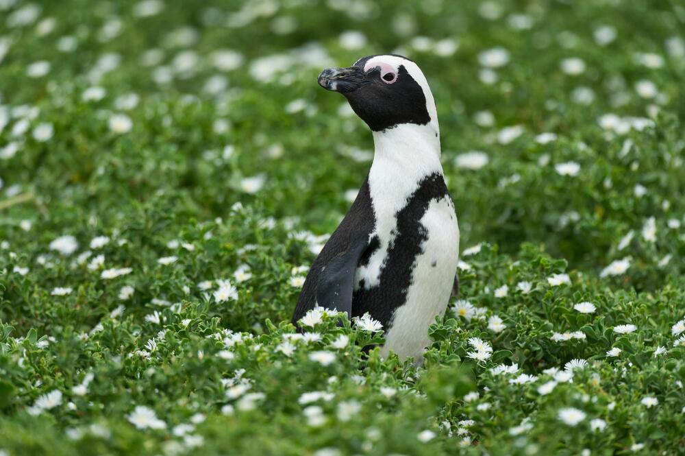 Ein Pinguin im Gras