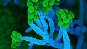 Der Schimmelpilz Penicillium