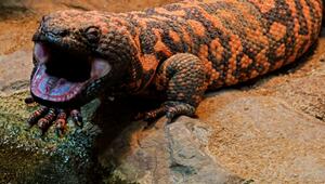 KORREKTUR: Die Milliarden-Echse und der Ursprung der Abnehmspritze