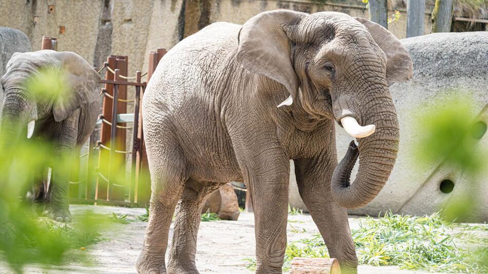 Zoo Basel - Elefant Tusker