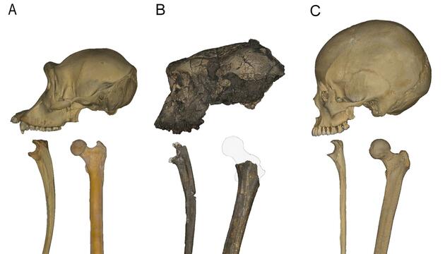 Vormensch lief schon vor sieben Millionen Jahren aufrecht