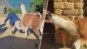 Unerwarteter Bodycheck: Griesgrämiges Lama wirft Führer in Machu Picchu um