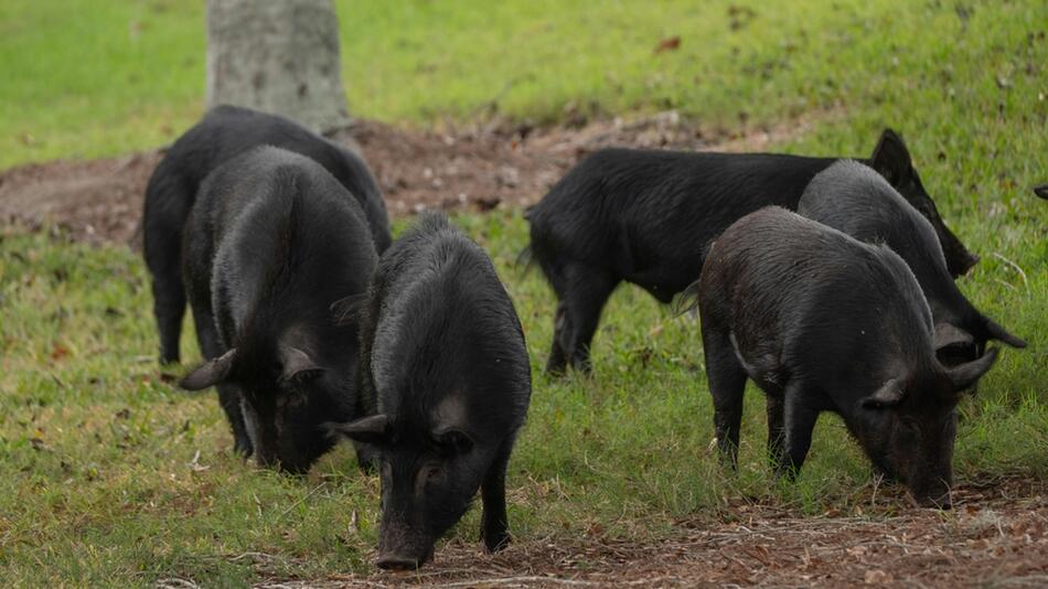 Die Schweinepest breitet sich in Italien aus.