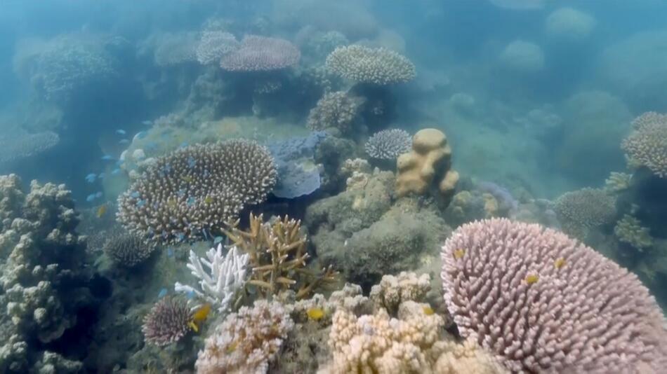 Australien, Korallenriff, Great Barrier Reef, Queensland, Green Island, 2022
