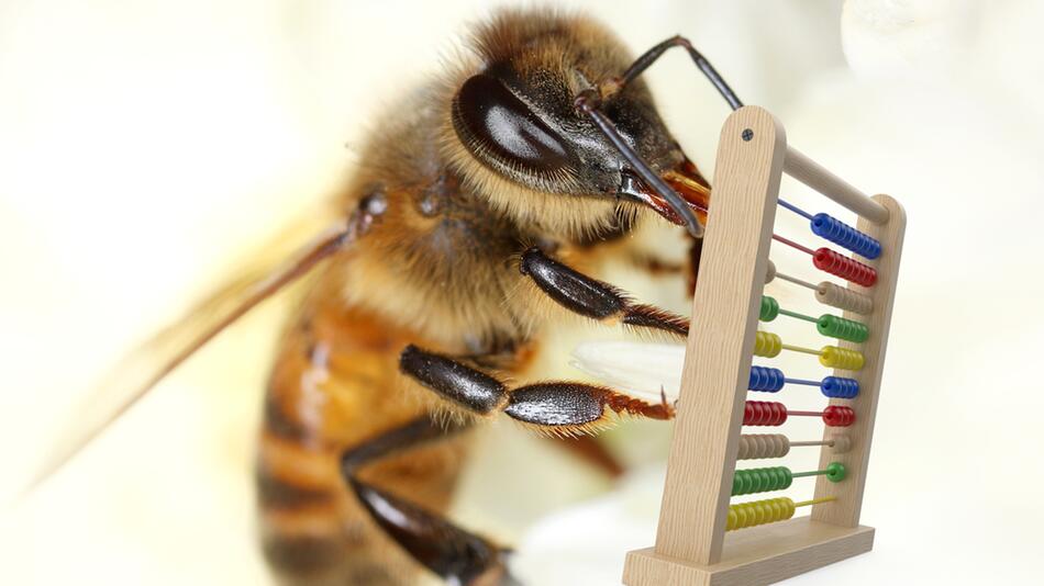 Neue Studie: Honigbienen können gerade und ungerade Zahlen erkennen