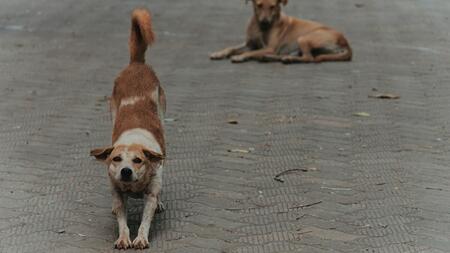Warum streckt sich mein Hund so oft? Mögliche Gründe