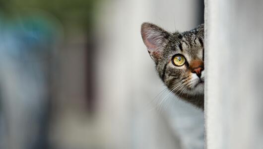 Katze