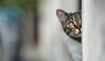 Katze