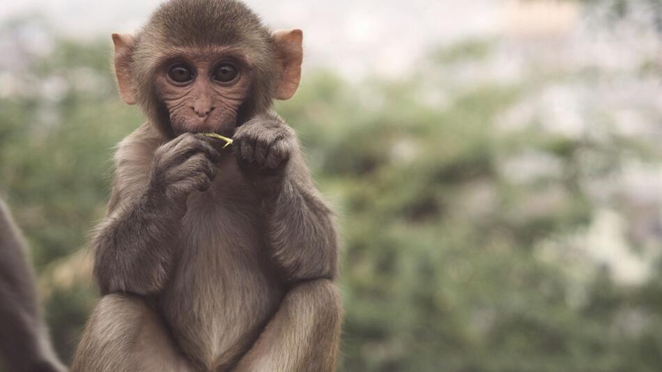 Zoonosen sind von Tieren übertragbare Krankheiten.