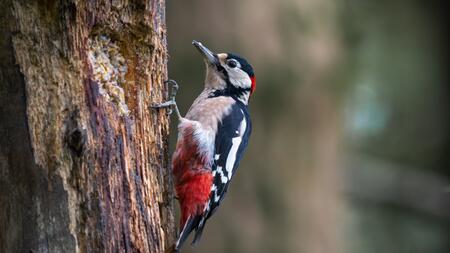 Spechte atmen so ähnlich wie Tennisspieler