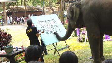 Elefant, Thailand, Rüssel, Malen, Gemälde, Chiang Mai, Selbstporträt