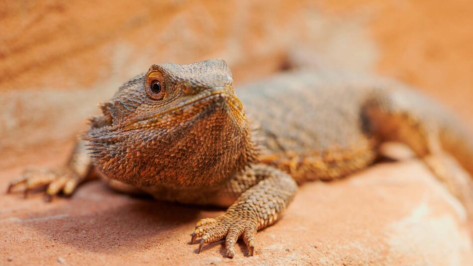 Bartagame im Terrarium