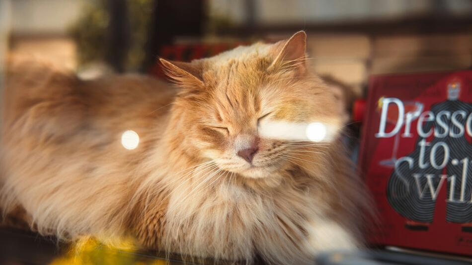 In den USA gibt es eine Katzen-Bibliothek.