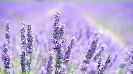 3 Tipps für eine schöne Lavendelblüte