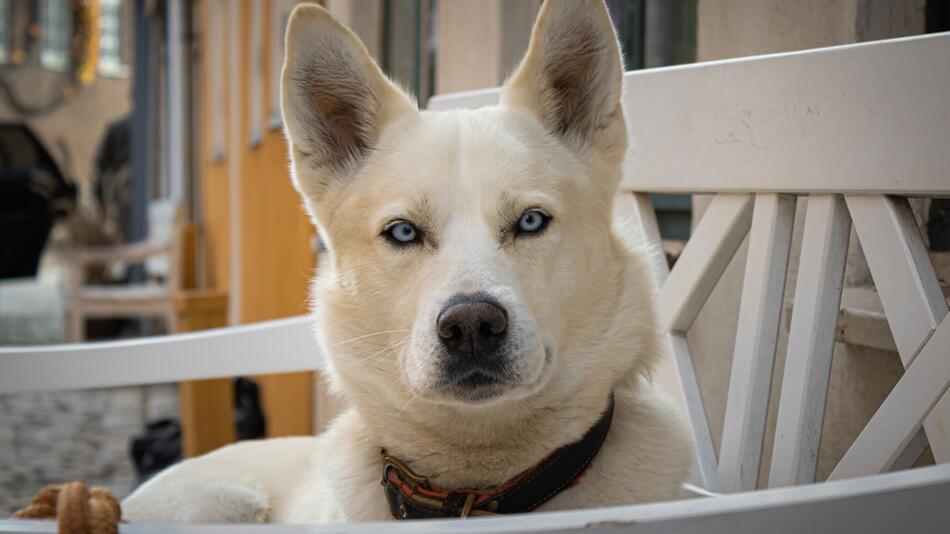 Große Hunde könnten bald älter werden.