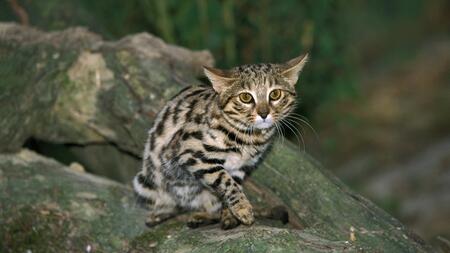 Sieht harmlos aus: Das ist die tödlichste Katze der Welt