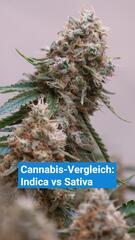 Cannabis-Vergleich: Indica vs. Sativa