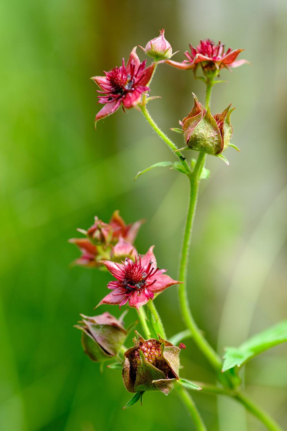 "Blume des Jahres 2025" - Sumpf-Blutauge