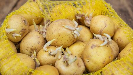 Sind keimende Kartoffeln giftig?