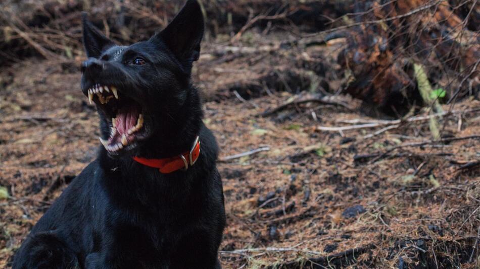 Was kannst Du tun, wenn Dein Hund schnappt?