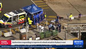 Haiangriff in einem Vorort von Sydney