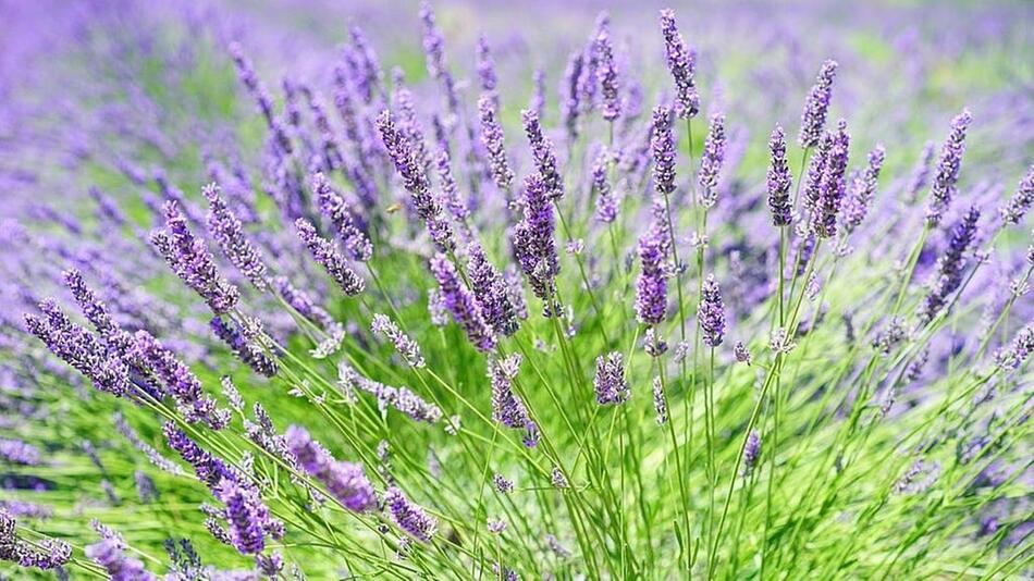 Lavendel