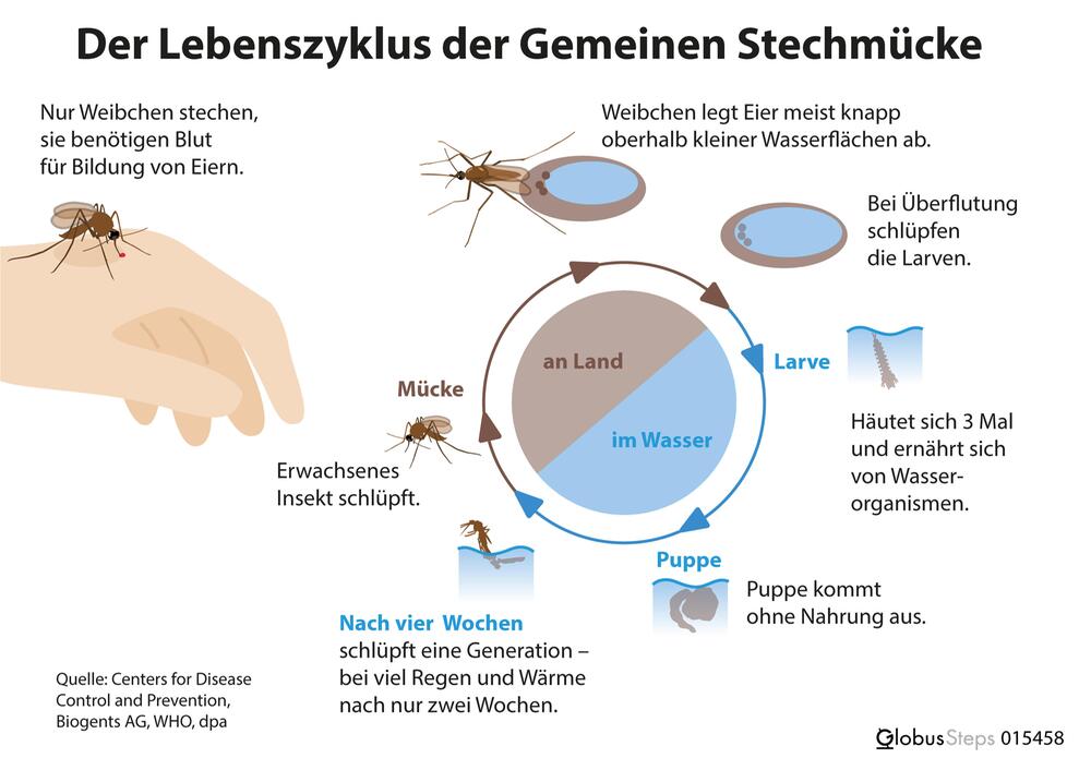 Globus-Grafik: Der Lebenszyklus der gemeinen Stechmücke