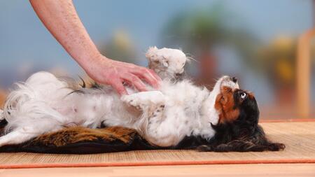 Wenn der Hund seinen Bauch zeigt: Das steckt dahinter