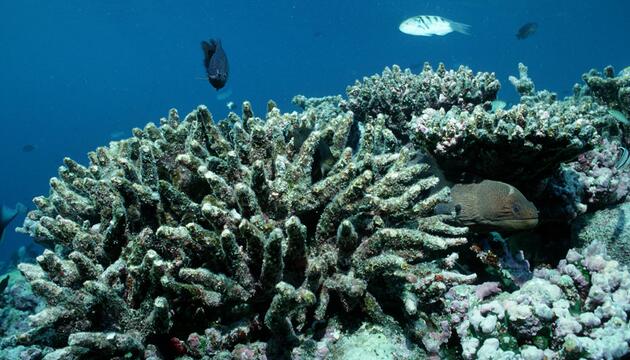Geschädigte Korallen bei den Malediven.