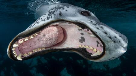 Diese Bilder aus der Tiefe gehen unter die Haut