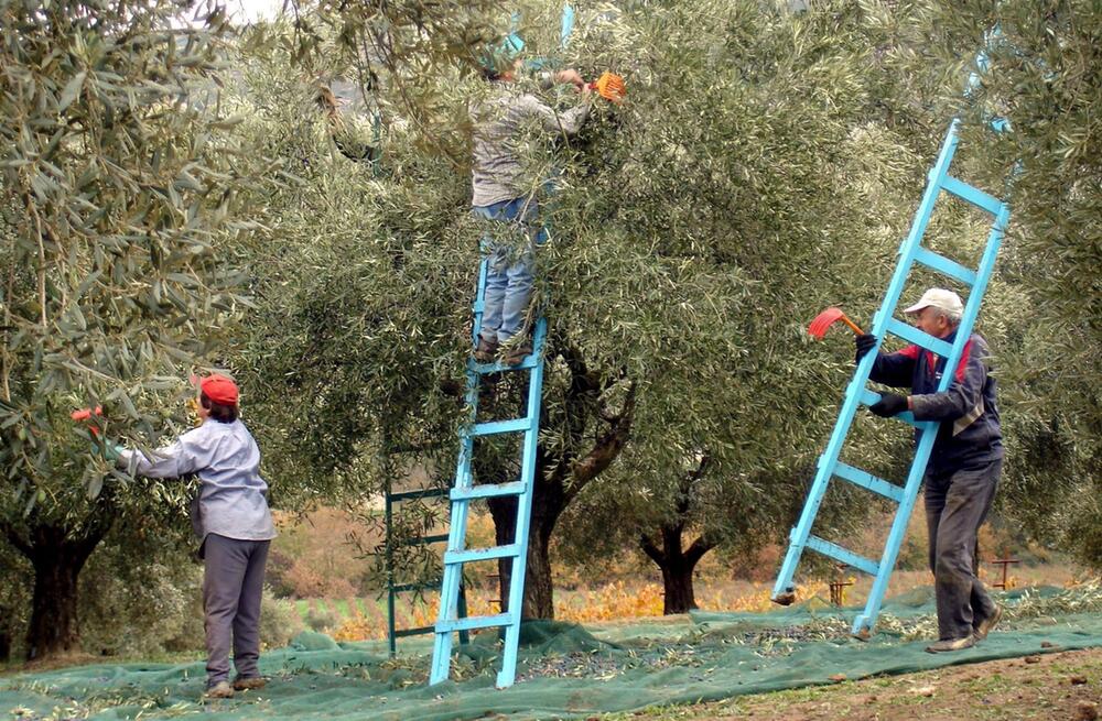 Schlechte Ernte treibt Preise für Olivenöl in die Höhe