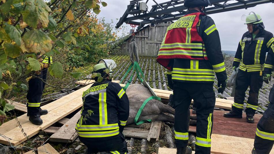 Pferd bricht in Schuppendach ein