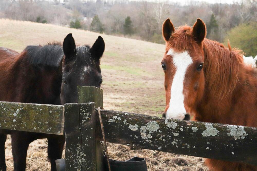 Wenn Dein Pferd Arthrose hat: keine Bodenübungen.