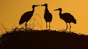 Storchennachwuchs im Sonnenaufgang