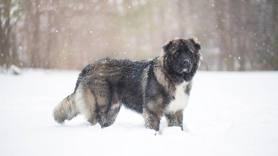 Großer Hund beißt 84-Jähriger ins Gesicht.