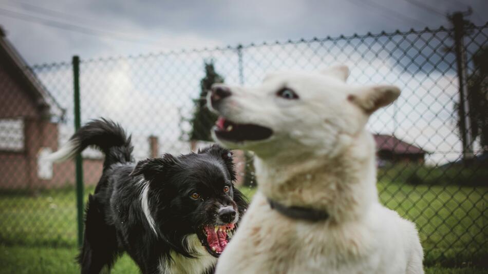 Streit unter Hundehaltern eskaliert in Hanau.